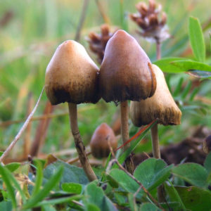 Read more about the article My first Psilocybin Experience